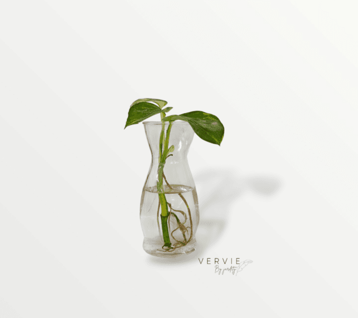 Bouture végétale et Verre – Image 1
