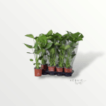 Monstera deleciosa - Pot Ø14 cm