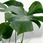 Monstera deleciosa - Pot Ø14 cm – Image 2