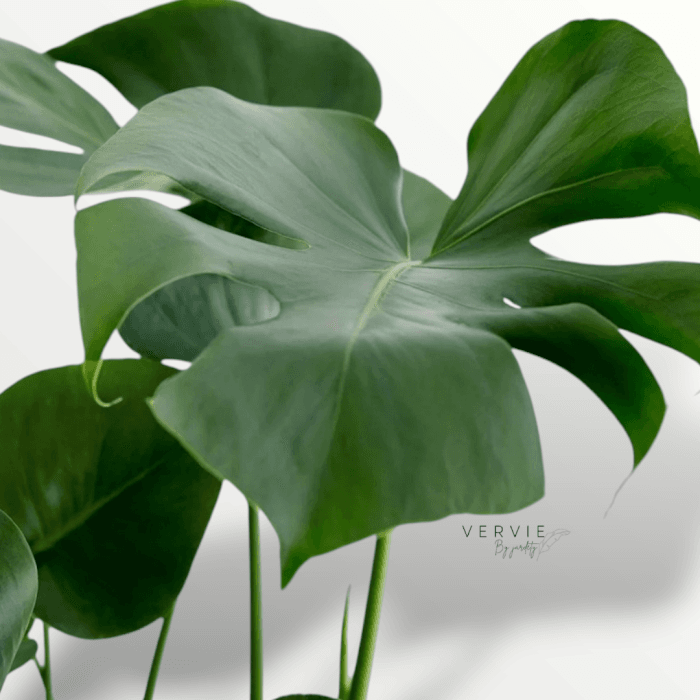 Monstera deleciosa - Pot Ø14 cm – Image 2