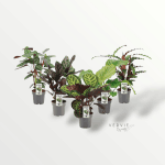 Calathea mix - Pot Ø14 cm