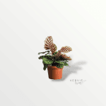 Calathea makoyana - Pot Ø14 cm