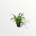 Asplenium - Pot Ø17 cm