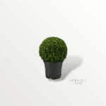 Buxus sempervirens - Pot Ø21cm H50