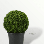 Buxus sempervirens - Pot Ø21cm H50 – Image 2