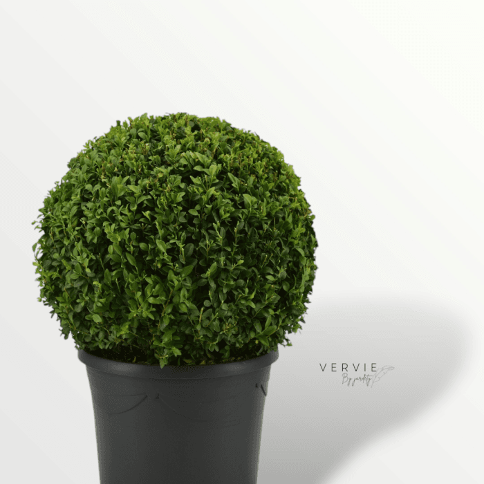Buxus sempervirens - Pot Ø21cm H50 – Image 2