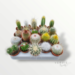 Cactus mix - Pot Ø5,5 cm