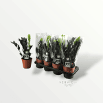 Zamioculcas zamiifolia - Pot Ø14 cm