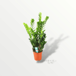 Zamioculcas zamiifolia - Pot Ø21cm