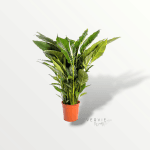 Spatiphyllium - Pot Ø24 cm
