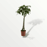 Pachira aquatica tressée - Pot Ø30cm