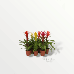 Guzmania mix - Pot Ø12 cm