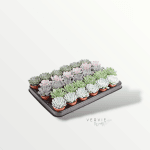 Echeveria mix -Pot Ø10 cm