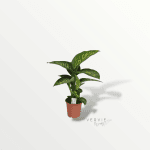 Dieffenbachia seguine tropic snow - Pot Ø19 cm