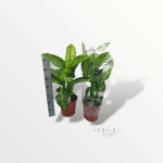 Dieffenbachia seguine tropic snow- Pot Ø24 cm