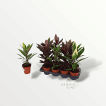 Cordyline mix - Pot Ø13 cm