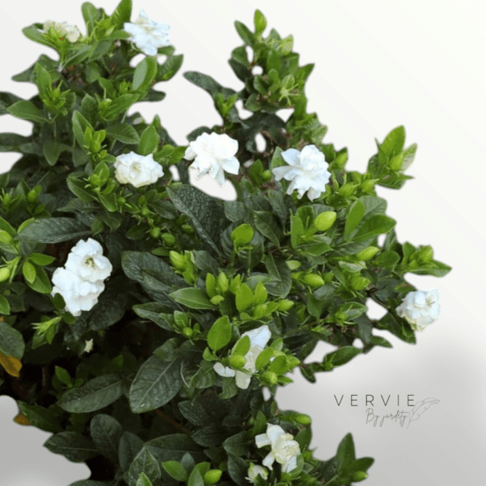 Gardenia – Image 2