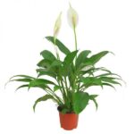 Spathiphyllum - pot 9 cm