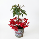 Ardisia Crenata