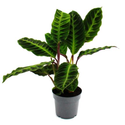 Calathea Jungle Velvet pot14