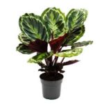 Calathea medallion pot14